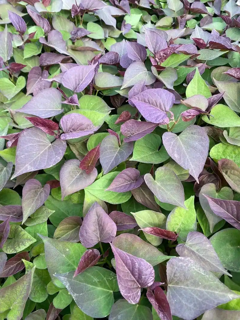 红薯苗 纯天然,纯绿色95 - 抖音