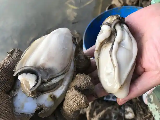 牡蛎可爱的图片展示