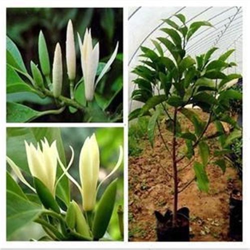 花农氏白兰花盆栽 嫁接黄角兰黄桷兰白玉兰黄玉兰花苗树苗庭院苗 2年