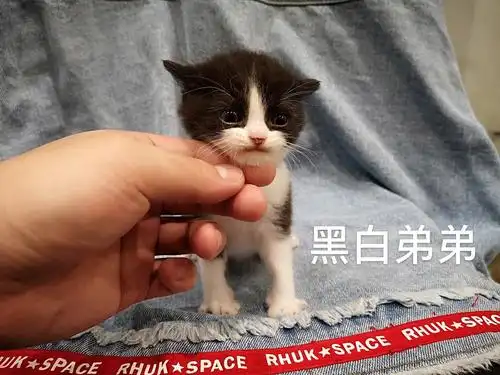 深圳英短蓝猫蓝白纯黑黑白4dd3mm1个月龄