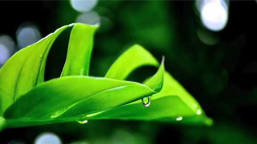 唯美清新植物花卉图片高清壁纸