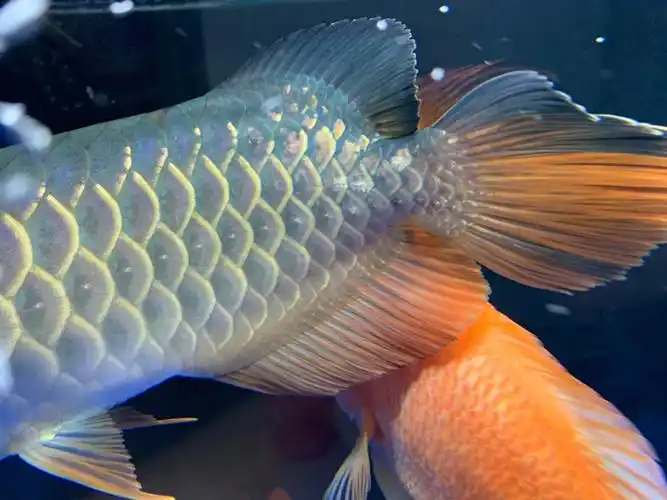 家里养的鱼烂尾巴怎么办