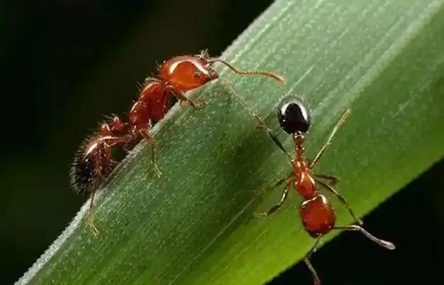 红火蚁侵入我国12省,南方已经"失守"|蚁后|天敌|蚂蚁|昆虫纲|物种入侵