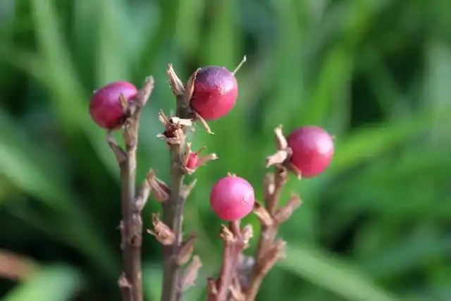 吉祥草的果实,红色