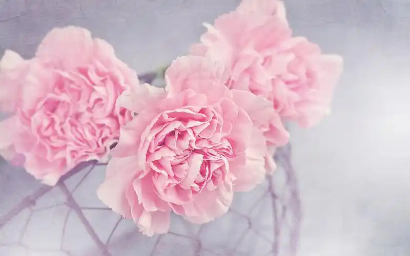 母亲节,爱的祝福,高清图片,节日壁纸-回车桌面