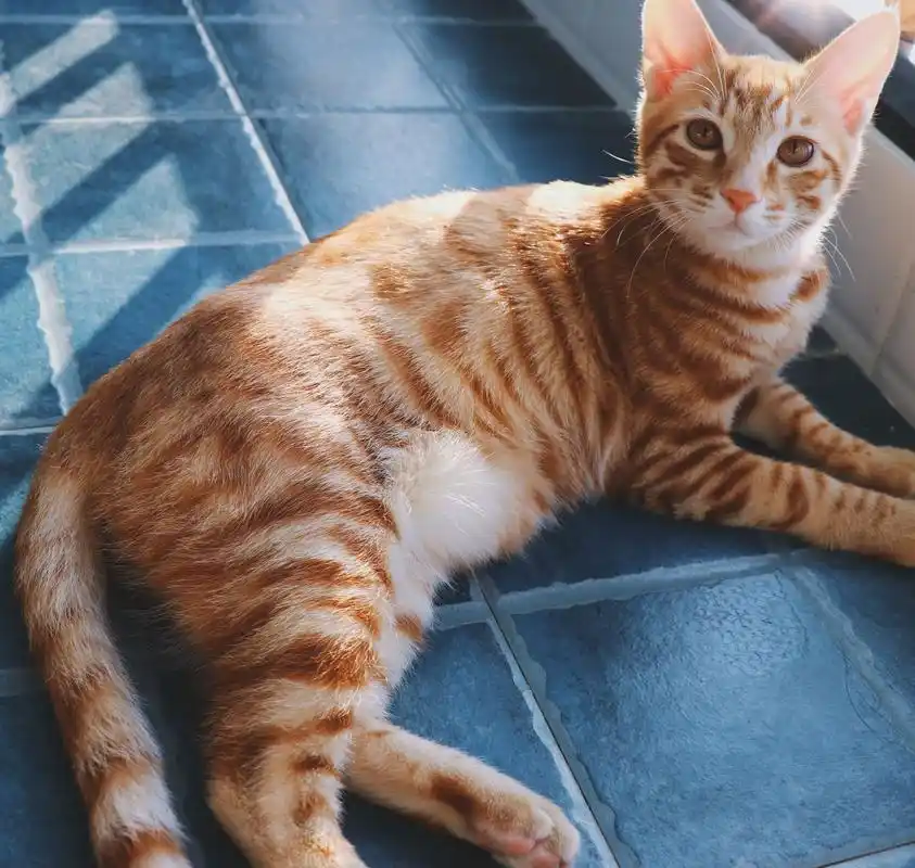 狸花猫居然有这么多种,你家的狸花猫是哪一种?