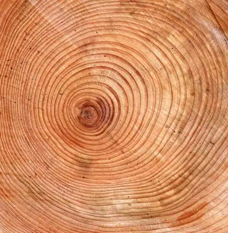 年轮