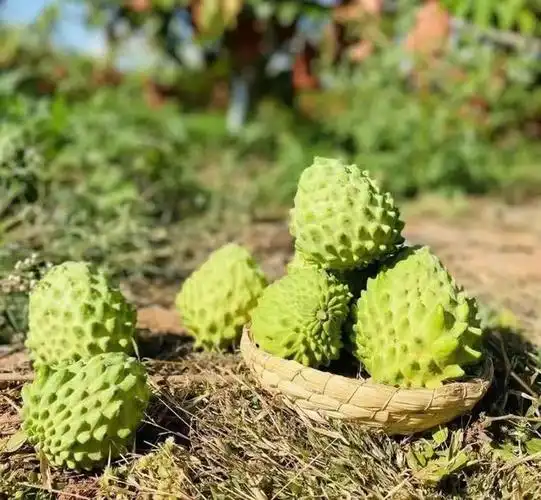 长在树上的冰淇淋云南释迦果嫩白果肉如脂似膏甜到心坎儿里的软滑尝一