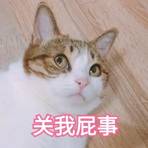 萌宠gif猫星人gif关我屁事gif嫌弃gif呆萌gif可爱gif