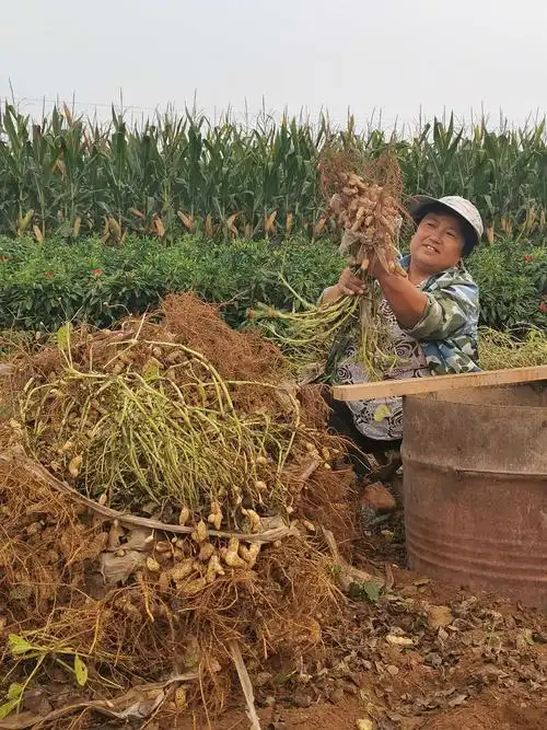 手工摔花生,农民呀,你辛苦了