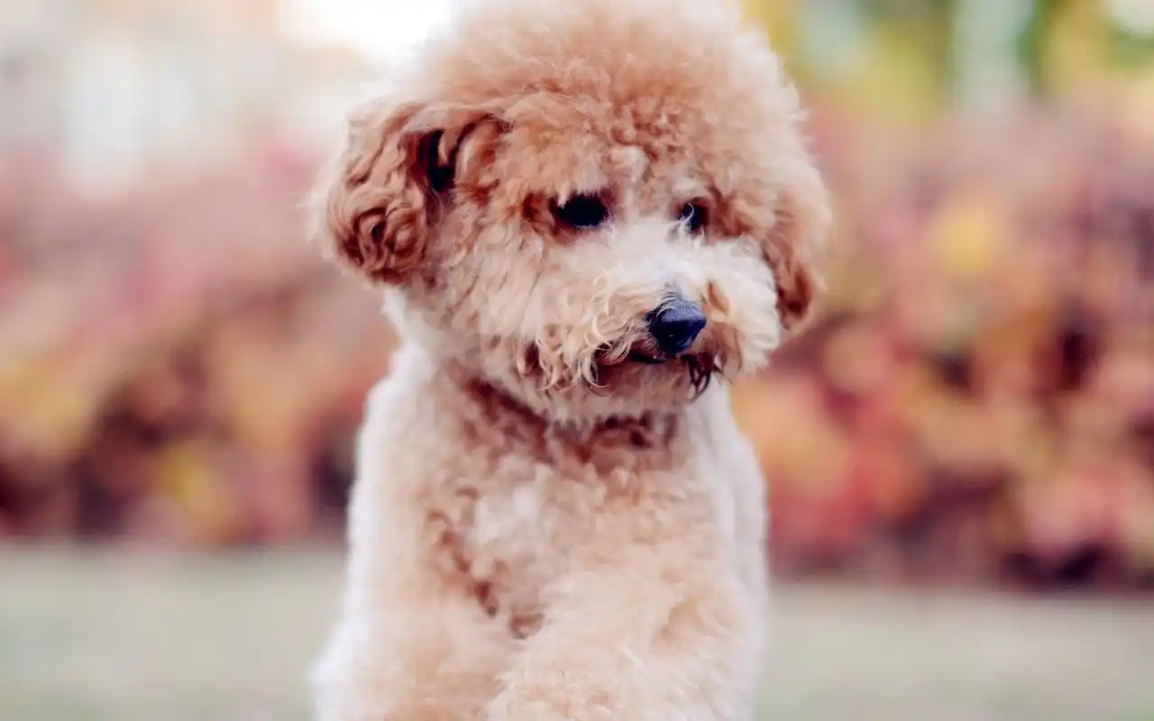 呆萌治愈系可爱泰迪犬宠物狗高清桌面壁纸下载第二辑-动物壁纸-手机