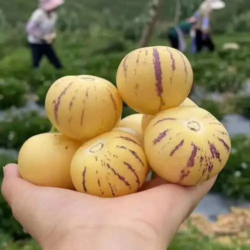 石林树上熟人参果