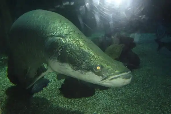 海象鱼简单介绍欣赏