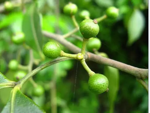 六年三班的诗集《青皮树》