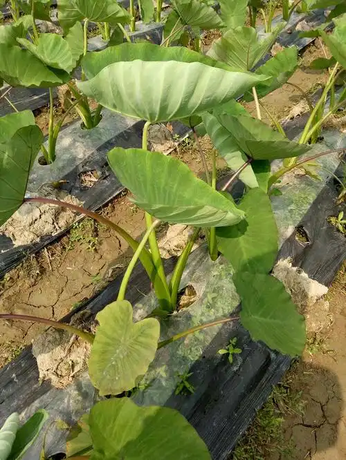 槟榔芋形似椭圆,该品种外皮粗糙,剖而观之,内呈槟榔纹,故又名"