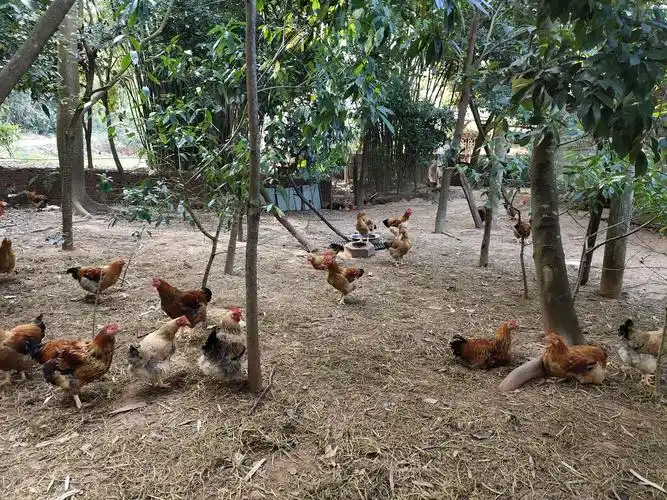农村到处都是散养的鸡