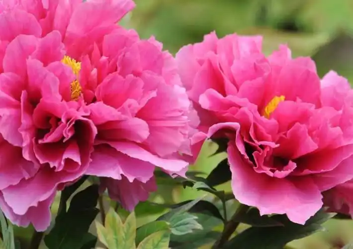 民间认为具有吉祥寓意的植物,选它们种植就对了-风水百科-风水八字