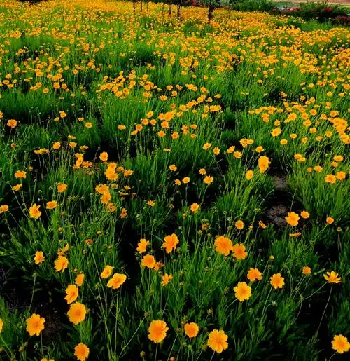 大花金鸡菊之恋