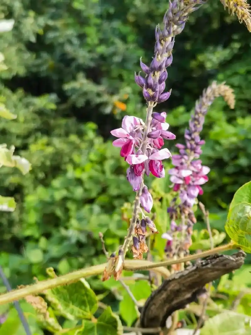 藤本植物——葛.葛根供药用,有解表退热,生津止渴,止泻的功能 - 抖音