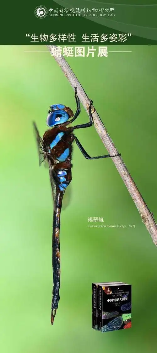世界最大蜻蜓专著正式出版发行