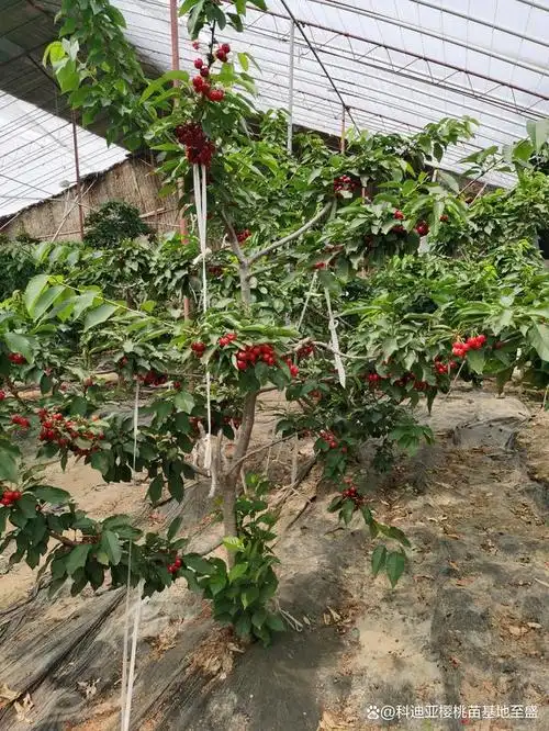 齐早大樱桃树苗真实介绍 矮化齐早樱桃苗如何选择砧木