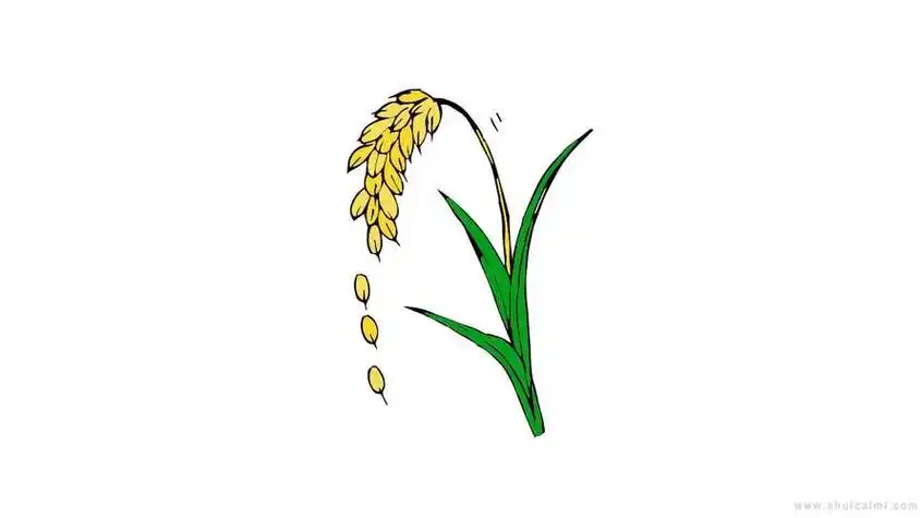 稻穗简笔画怎么画稻穗简笔画简单