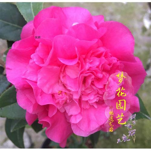 黛比茶花品种苗 深粉色茶花 室内外绿植花卉盆栽