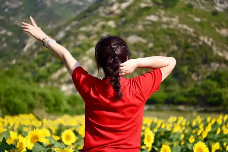 其它 又见向日葵 写美篇放飞自我.