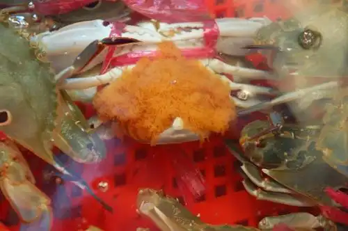 愚人节之后,买螃蟹记得量一下(鱼凯) 2014.4.