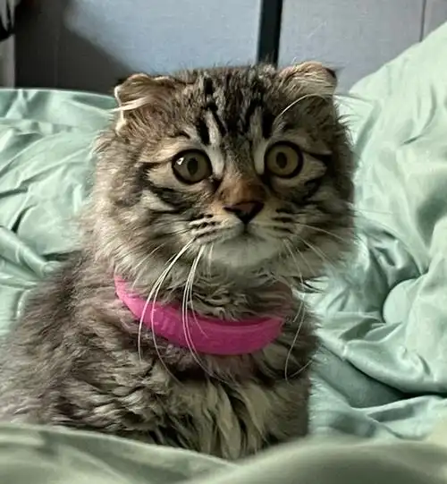 谁能拒绝一只长得像金钱豹的折耳狸花猫呢