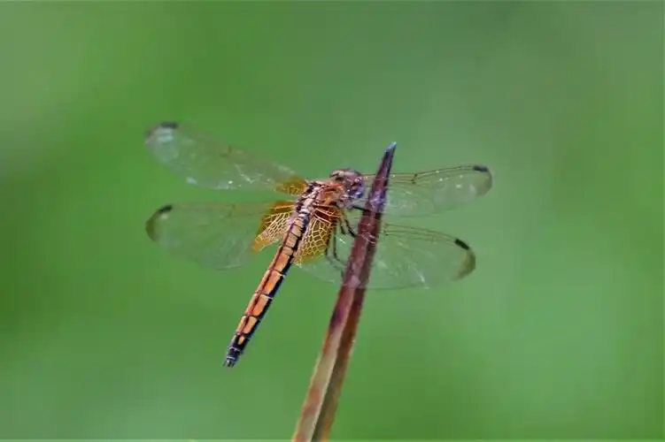紫红蜻蜓(雌)>