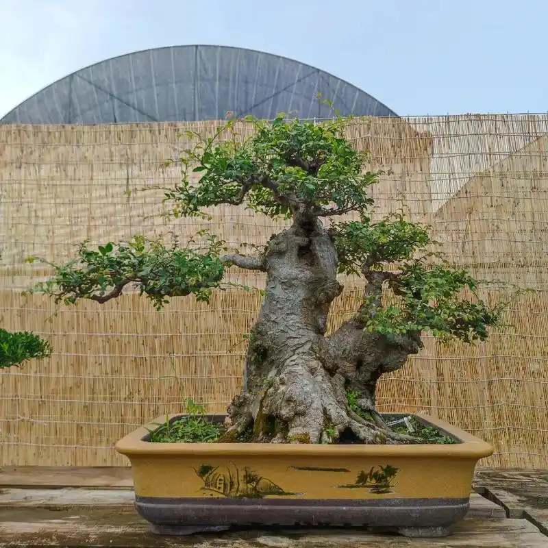 下山桩小叶榔榆盆景.榆树盆景 有个当官的同学,打电话叫我送个 - 抖音
