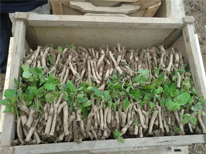 葛根苗葛根种广西葛根苗2