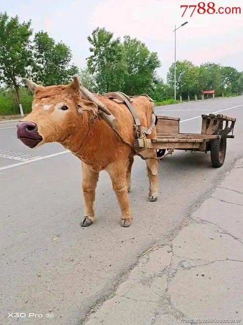 生产队时期精品牛拉车一套牛真皮牛纯手工制作采用上等牛皮精细缝制