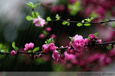 听听这春雨,它落入了我的心底