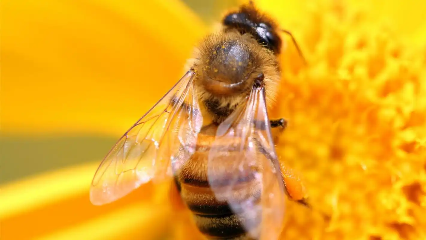 勤劳的小蜜蜂高清电脑桌面壁纸高清大图预览1920x1080_动物壁纸下载