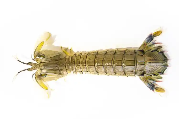 皮皮虾是寒性还是热性