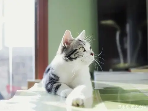 最适合新手养的宠物猫