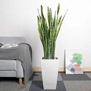 银虎皮兰植物室内