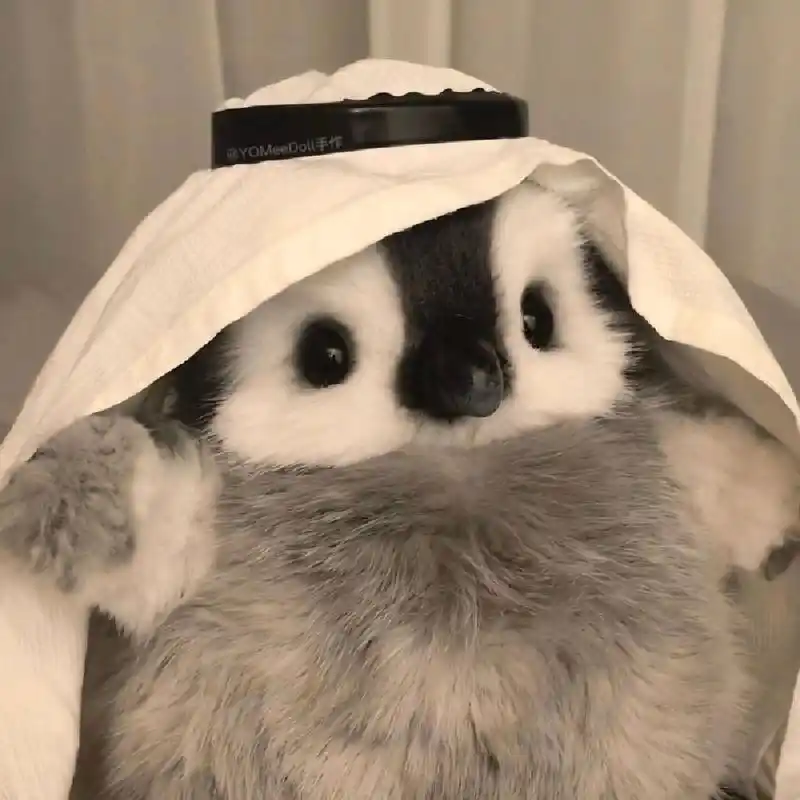 可爱动物企鹅头像|闺蜜姐妹情侣搞怪 快来 最近可爱头像