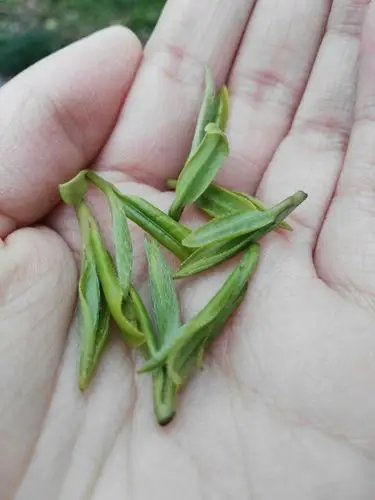 听当地茶农说 : 一斤成品龙井是需要五斤这样的鲜叶才能做成.