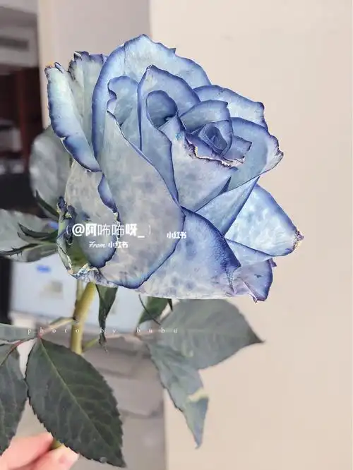 肯尼亚玫瑰信天翁