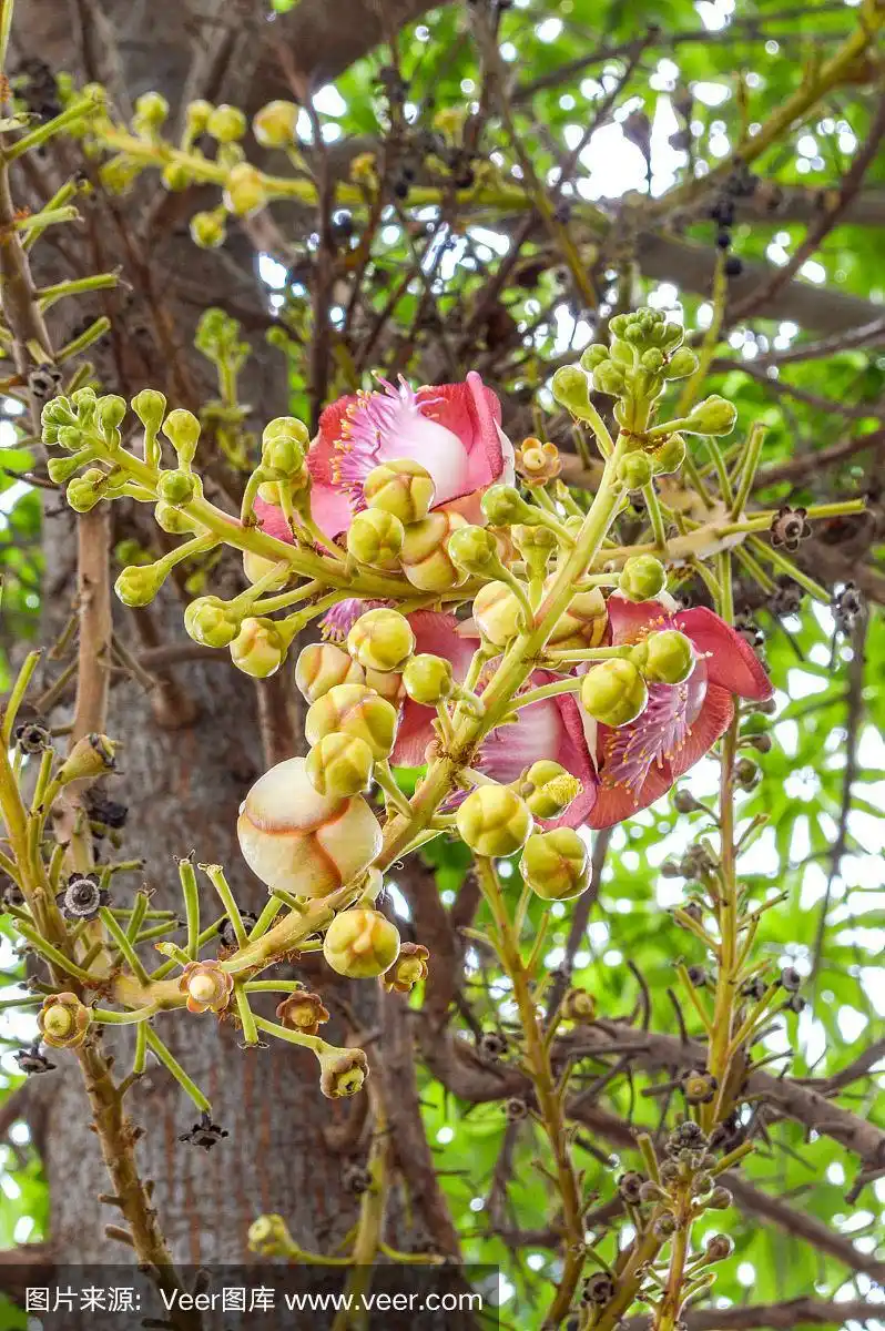 粉红色的炮弹花