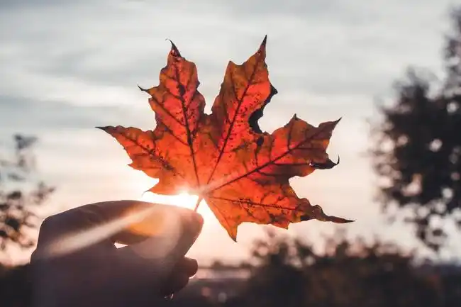 秋天手持一片枫叶图片