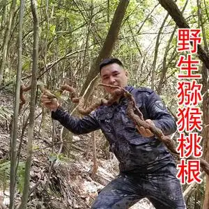 野猕猴桃根野生