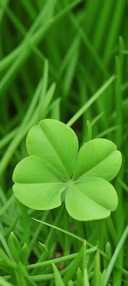 看见四叶草你会有独一无二的好运气