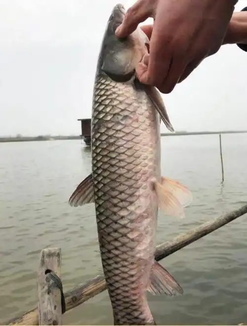 江苏州发货新鲜现杀草鱼块肉淡水鱼大草鱼活鱼现杀青鱼段酸菜鱼片青鱼