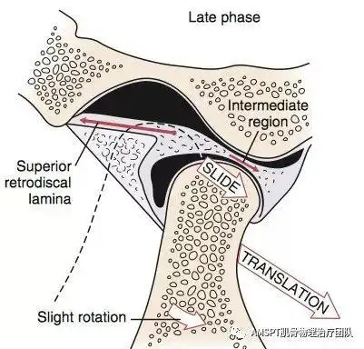 解剖系列二颞颌关节