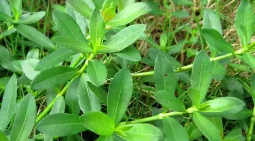 路边这常摘来喂猪的空心草你见过没中医说它还能治疗感冒发热