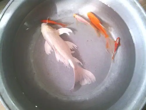 这个是什么白色的是什么鱼?